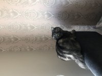1.5 yaşında kısırlaştırma yapılmamış dişi scottish fold