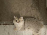 Safkan British Longhair Şecereli