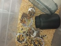 Suriye Hamsterları