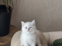 SAFKAN BRİTİSH SHORTHAİR YAVRUM 