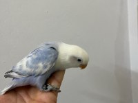 El besleme mutasyon cennet papağanı yeme düşmek üzere