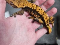 Evil Crested Geckolar