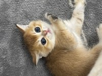British shorthair golden bebek