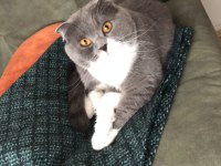 Erkek Scottish fold kısır