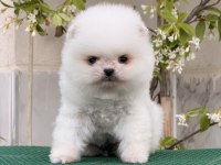 Pomeranian bobby