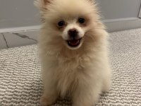 2 aylık pomerian