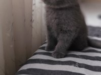 Bizde geldik - british shorthair kediler