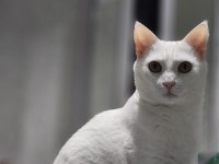 5 yaşında çipli aşılı kedimiz