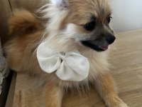 6 aylık pomeranian spitz köpeğimiz
