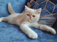 2.5 aylık exotic shorthair
