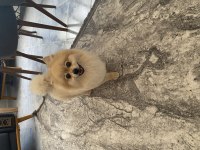 3 yaşında pomeranian