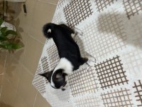Süs köpeği