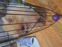 Minik Panda Pomeranian