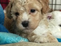 KALİTE F1 MALTİPOO YAVRULAR ANNE ALTINDAN