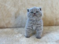 Eşsiz Güzellikte Blue British Shorthair