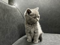 Şımarık british shorthair kızlarım