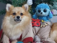 Orjinal Pomeranian Şecereli