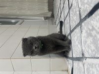Sıcak yuva arıyoruz scottish fold
