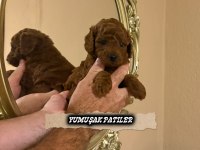 TOY POODLE DİŞİ VE ERKEK