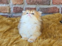 British longhair