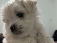 Maltipoo cinsi bebekler