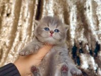 Yavrularımız yeni ailelerini arıyor british longhair
