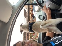 7 aylık dişi pug