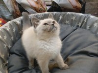 BEBEK BRİTİSH SHORTHAİR BLUEPOİNT