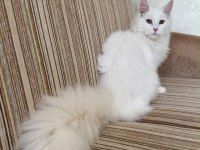 Güzeller Güzeli Beyaz Dişi Maine Coon