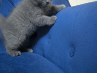 British shorthair gri ayı surat tontiş bebekler