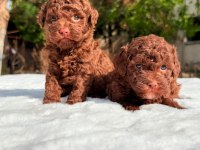 CHOCOLATE TOY POODLE YAVRULAR