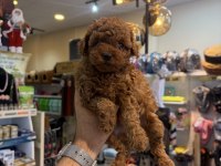 Toy poodle yavrular