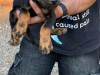 Sağlık ve ırk garantili doberman yavrularımız 