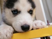 A + Sibirya Kurdu Husky Yavrular Erkek - Dişi