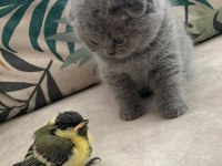 Top kafa panda surat scottish fold bebekler