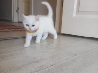 2 aylık pamuk british longhair