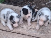 Merle Border Collie Bebekler Üreticiden Safkan