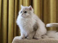 Gri british longhair kedimiz paşa