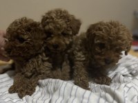 3 dişi ve 1 erkek toy poodle