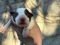 29 Ekim doğumlu border collie yavrular