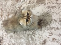 british longhair golden