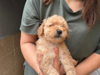 Apricot maltipoo yavrular