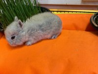 HOLLANDA LOP CÜCE TAVŞANLAR