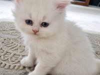 British Longhair Kediler
