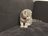 Erkek scottish fold