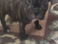 FRENCH BULLDOG YAVRU