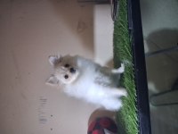 Pomeranian boo teacup 4 aylık