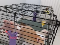 Dumbo husky albino rat yavruları