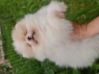Pomeranian boo köpeği