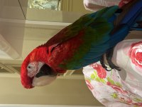 ARA MACAW PAPAĞANI